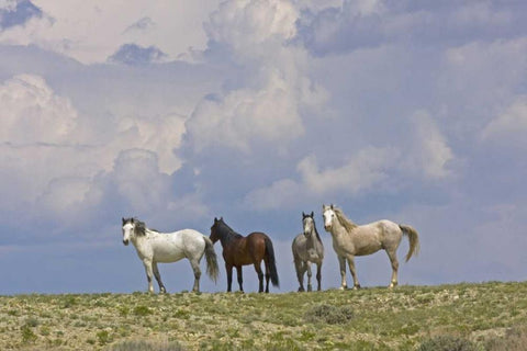WY, Carbon Co, Wild horses and building clouds Black Ornate Wood Framed Art Print with Double Matting by Illg, Cathy and Gordon