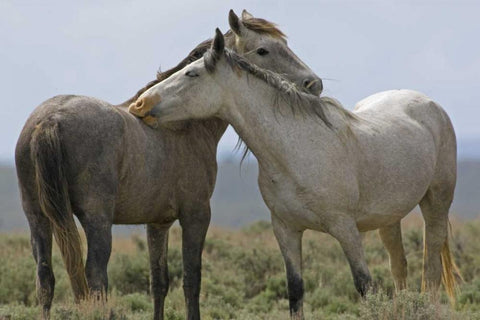 Wyoming, Carbon Wild horses grooming each other Black Ornate Wood Framed Art Print with Double Matting by Illg, Cathy and Gordon