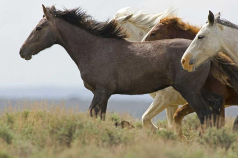 USA, Wyoming, Carbon County Wild horses running White Modern Wood Framed Art Print with Double Matting by Illg, Cathy and Gordon