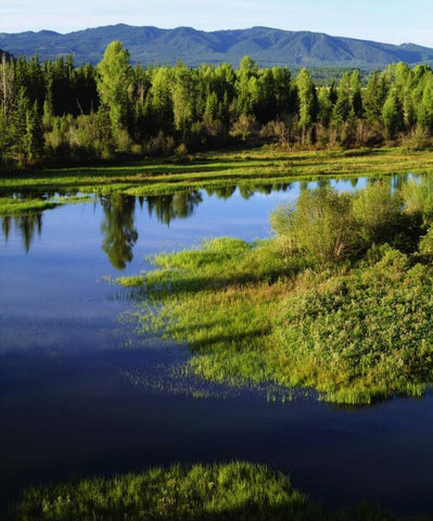 WY, Grand Tetons A Meadow in the Grand Tetons White Modern Wood Framed Art Print with Double Matting by Talbot Frank, Christopher