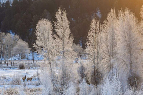 Wyoming, Grand Teton NP Frosted trees and elk Black Ornate Wood Framed Art Print with Double Matting by Illg, Cathy and Gordon