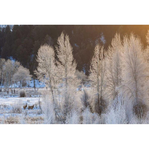 Wyoming, Grand Teton NP Frosted trees and elk Gold Ornate Wood Framed Art Print with Double Matting by Illg, Cathy and Gordon