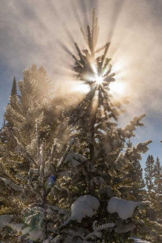 WY, Yellowstone Sunburst through tree in winter Black Ornate Wood Framed Art Print with Double Matting by Illg, Cathy and Gordon