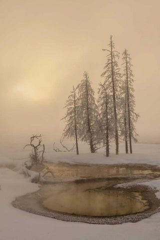 USA, Wyoming, Yellowstone NP Foggy winter scenic White Modern Wood Framed Art Print with Double Matting by Illg, Cathy and Gordon
