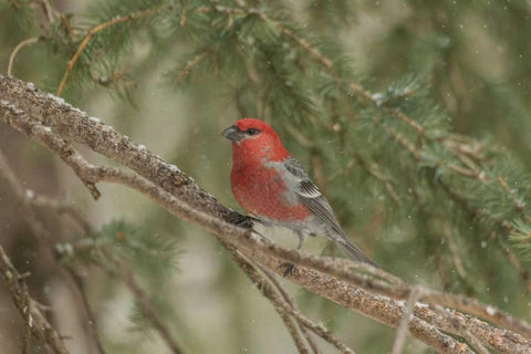 Wyoming, Yellowstone Pine grosbeak bird in tree Black Ornate Wood Framed Art Print with Double Matting by Illg, Cathy and Gordon
