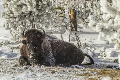 Wyoming, Yellowstone Bison resting on the ground White Modern Wood Framed Art Print with Double Matting by Illg, Cathy and Gordon