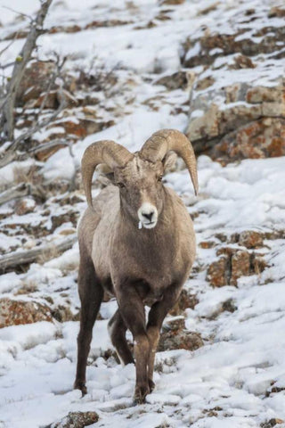 Wyoming, Yellowstone NP Bighorn sheep in snow Black Ornate Wood Framed Art Print with Double Matting by Illg, Cathy and Gordon