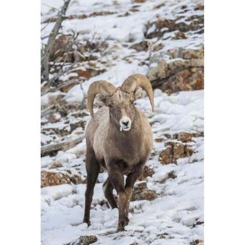 Wyoming, Yellowstone NP Bighorn sheep in snow Gold Ornate Wood Framed Art Print with Double Matting by Illg, Cathy and Gordon