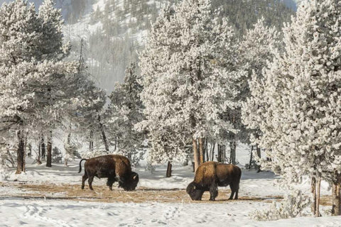 Wyoming, Yellowstone NP Winter grazing bison Black Ornate Wood Framed Art Print with Double Matting by Illg, Cathy and Gordon