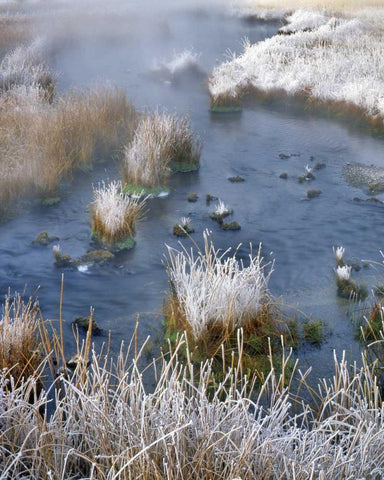 Wyoming, Yellowstone NP Frost along White Creek White Modern Wood Framed Art Print with Double Matting by Terrill, Steve