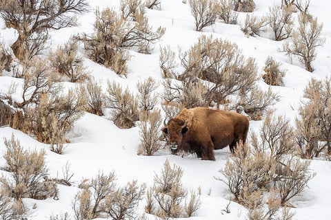 Wyoming-Yellowstone National Park Bison in snow White Modern Wood Framed Art Print with Double Matting by Jaynes Gallery