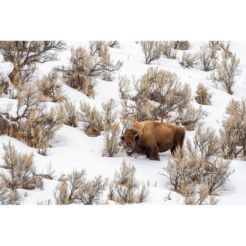 Wyoming-Yellowstone National Park Bison in snow Black Modern Wood Framed Art Print with Double Matting by Jaynes Gallery