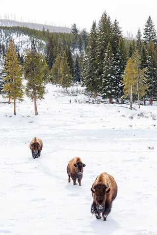 Wyoming-Yellowstone National Park Bison walking in snow White Modern Wood Framed Art Print with Double Matting by Jaynes Gallery