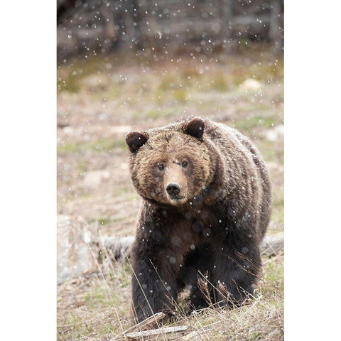 close-up Grizzly bear sow in spring snowfall Gold Ornate Wood Framed Art Print with Double Matting by Jaynes Gallery
