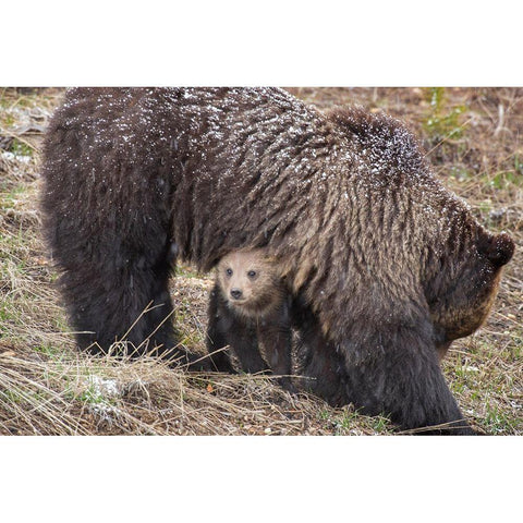 Wyoming-Yellowstone National Park Grizzly bear cub sheltering under mother Gold Ornate Wood Framed Art Print with Double Matting by Jaynes Gallery