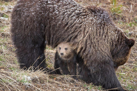 Wyoming-Yellowstone National Park Grizzly bear cub sheltering under mother White Modern Wood Framed Art Print with Double Matting by Jaynes Gallery