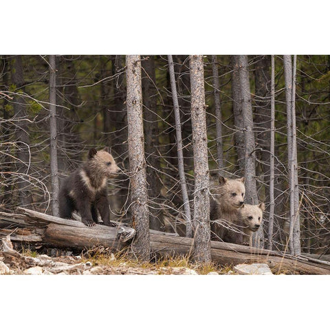 Wyoming-Yellowstone National Park Three grizzly bear cubs Gold Ornate Wood Framed Art Print with Double Matting by Jaynes Gallery