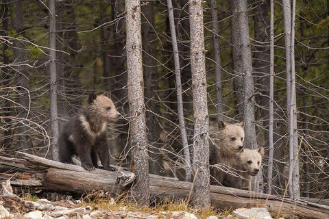 Wyoming-Yellowstone National Park Three grizzly bear cubs White Modern Wood Framed Art Print with Double Matting by Jaynes Gallery