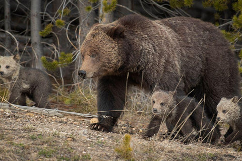 Wyoming-Yellowstone National Park Grizzly bear sow with cubs in spring White Modern Wood Framed Art Print with Double Matting by Jaynes Gallery