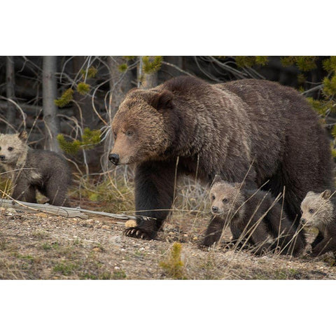 Wyoming-Yellowstone National Park Grizzly bear sow with cubs in spring Gold Ornate Wood Framed Art Print with Double Matting by Jaynes Gallery