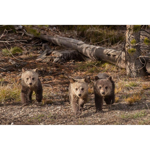 Wyoming-Yellowstone National Park Three grizzly bear cubs Gold Ornate Wood Framed Art Print with Double Matting by Jaynes Gallery