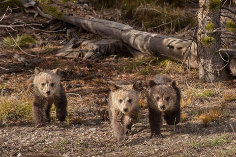 Wyoming-Yellowstone National Park Three grizzly bear cubs Black Ornate Wood Framed Art Print with Double Matting by Jaynes Gallery