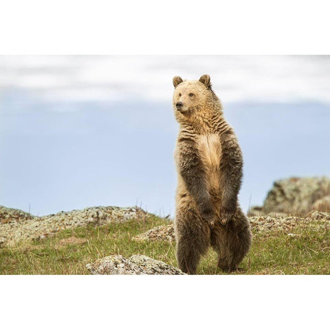 Wyoming-Yellowstone National Park Grizzly bear sniffing air while standing Gold Ornate Wood Framed Art Print with Double Matting by Jaynes Gallery