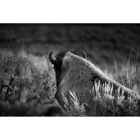 Wyoming-Yellowstone National Park Bison resting at sunset Gold Ornate Wood Framed Art Print with Double Matting by Jaynes Gallery
