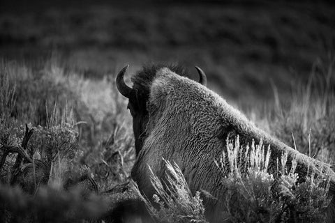 Wyoming-Yellowstone National Park Bison resting at sunset White Modern Wood Framed Art Print with Double Matting by Jaynes Gallery