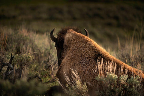 Wyoming-Yellowstone National Park Bison resting at sunset White Modern Wood Framed Art Print with Double Matting by Jaynes Gallery