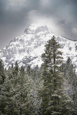 Wyoming-Yellowstone National Park Spring snow storm on mountain White Modern Wood Framed Art Print with Double Matting by Jaynes Gallery