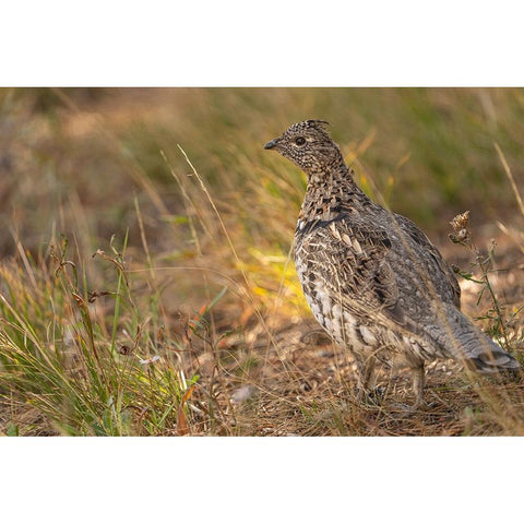 USA-Wyoming-Grand Teton National Park Dusky grouse bird close-up Gold Ornate Wood Framed Art Print with Double Matting by Jaynes Gallery