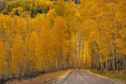 USA-Wyoming-Grand Teton National Park Road through fall aspen trees Black Ornate Wood Framed Art Print with Double Matting by Jaynes Gallery