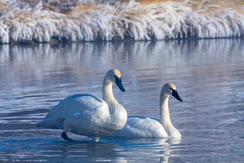 USA- Wyoming- Jackson National Fish Hatchery. Trumpeter swan pair on pond in winter. Black Modern Wood Framed Art Print by Jaynes Gallery