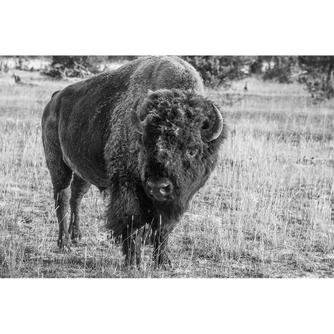 USA-Wyoming-Yellowstone National Park-Upper Geyser Basin-Lone male American bison-aka buffalo with White Modern Wood Framed Art Print by Hopkins, Cindy Miller