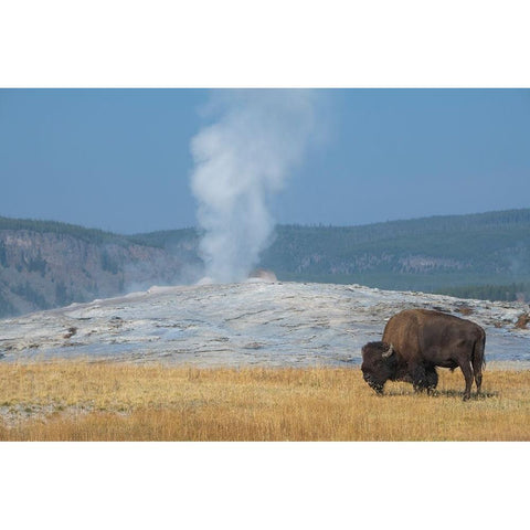 USA-Wyoming-Yellowstone National Park-Upper Geyser Basin-Lone male American bison-aka buffalo-in fr White Modern Wood Framed Art Print by Hopkins, Cindy Miller