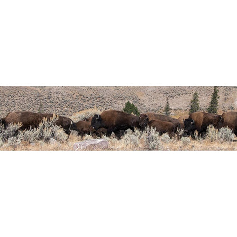 USA-Wyoming-Yellowstone National Park-Lamar Valley-Herd of American bison White Modern Wood Framed Art Print by Hopkins, Cindy Miller