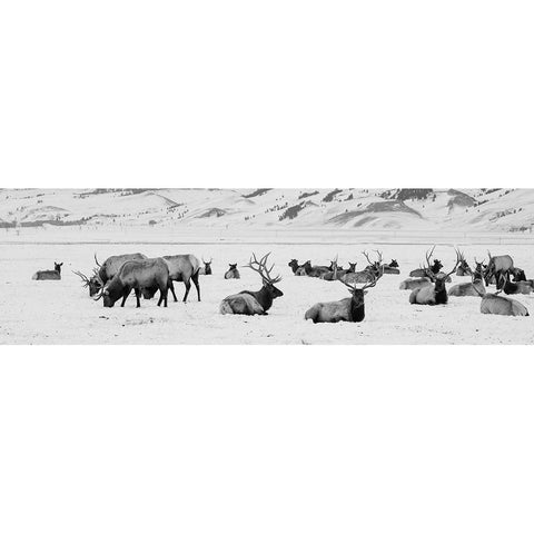 USA-Wyoming-Tetons National Park-National Elk Refuge Large elk herd in winter White Modern Wood Framed Art Print by Hopkins, Cindy Miller