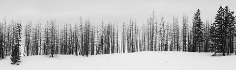 USA-Wyoming-Yellowstone National Park Winter line of trees Black Ornate Wood Framed Art Print with Double Matting by Hopkins, Cindy Miller