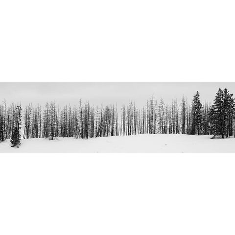USA-Wyoming-Yellowstone National Park Winter line of trees Gold Ornate Wood Framed Art Print with Double Matting by Hopkins, Cindy Miller