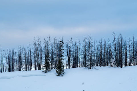 USA-Wyoming-Yellowstone National Park Winter line of trees Black Ornate Wood Framed Art Print with Double Matting by Hopkins, Cindy Miller