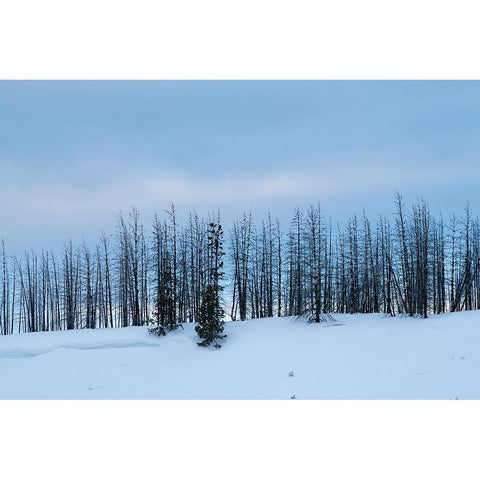 USA-Wyoming-Yellowstone National Park Winter line of trees Gold Ornate Wood Framed Art Print with Double Matting by Hopkins, Cindy Miller