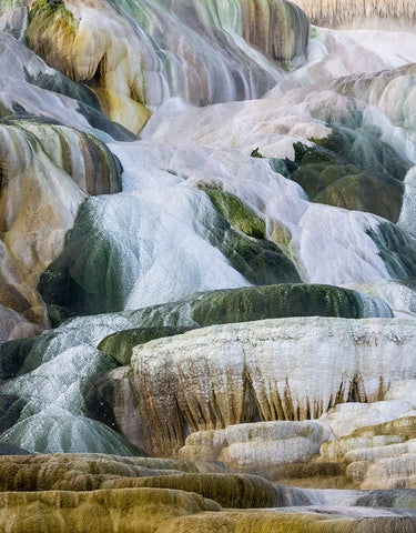 USA- Wyoming- Yellowstone National Park. Mammoth Hot Springs White Modern Wood Framed Art Print with Double Matting by Gulin, Darrell