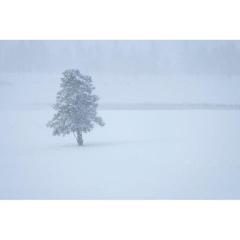 Lone tree Gold Ornate Wood Framed Art Print with Double Matting by Theodore, George and Marilu