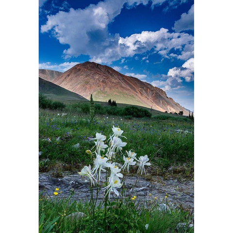 Columbine and small creek-Absaroka Mountains near Cody and Meeteetse-Wyoming-USA Gold Ornate Wood Framed Art Print with Double Matting by Garber, Howie