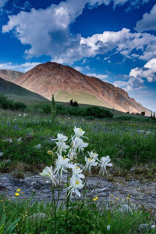 Columbine and small creek-Absaroka Mountains near Cody and Meeteetse-Wyoming-USA White Modern Wood Framed Art Print with Double Matting by Garber, Howie