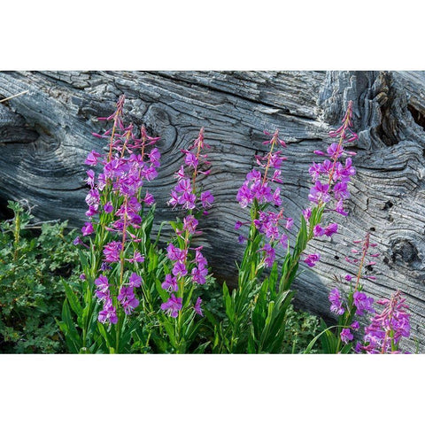 Fireweed wildflowers in Absaroka Mountains near Cody and Meeteetse-Wyoming-USA Gold Ornate Wood Framed Art Print with Double Matting by Garber, Howie