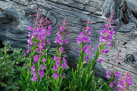 Fireweed wildflowers in Absaroka Mountains near Cody and Meeteetse-Wyoming-USA Black Ornate Wood Framed Art Print with Double Matting by Garber, Howie