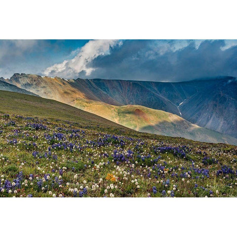Lupine and Bistort wildflowers cover high alpine meadow-Absaroka Mountains Gold Ornate Wood Framed Art Print with Double Matting by Garber, Howie