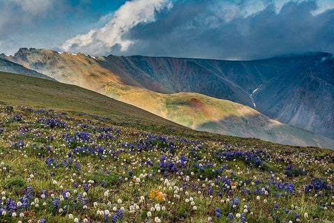 Lupine and Bistort wildflowers cover high alpine meadow-Absaroka Mountains Black Ornate Wood Framed Art Print with Double Matting by Garber, Howie
